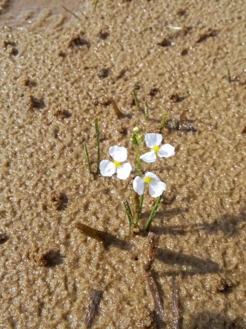Sagittaria graminea